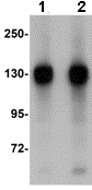 Fam120a Ossa Antibody Ab106454  Western Blot Img136476
