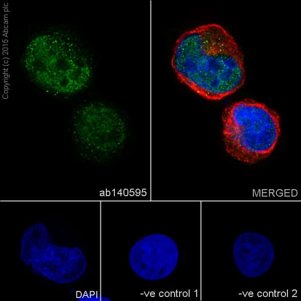 Anti-TIA1 antibody [EPR9304] - BSA and Azide free(AB230829)