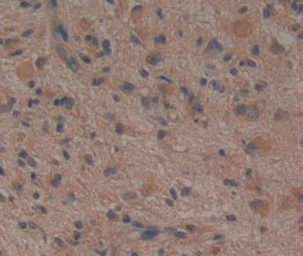 Anti-Noggin antibody [A11](AB239520)