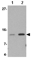 Anti-Strep-tag II antibody(AB76949)