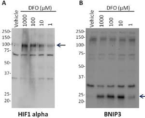Human Hif1a + BNIP3 Hypoxia In Cell ELISA Kit (IR)(AB129733)