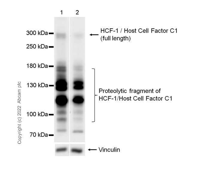 Anti-HCF-1 / Host Cell Factor C1 antibody [EPR25290-18](AB289975)
