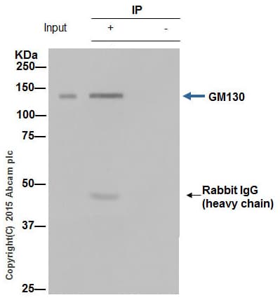 Anti-GM130 antibody [EP892Y] - cis-Golgi Marker(AB52649)