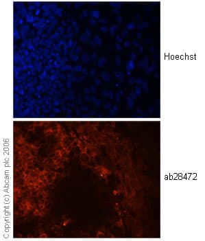 Anti-Wnt3a antibody(AB28472)