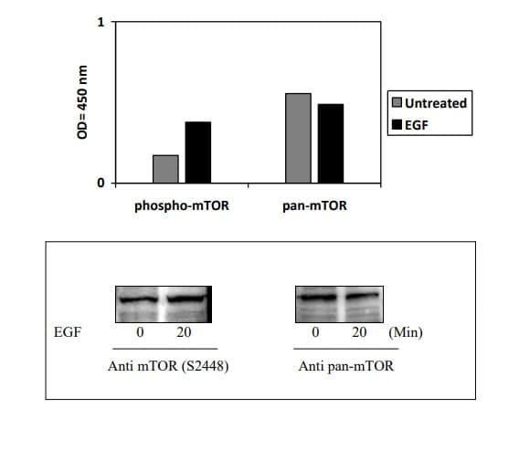 Phospho-AKT / GSK3 beta / mTor ELISA kit(AB279732)