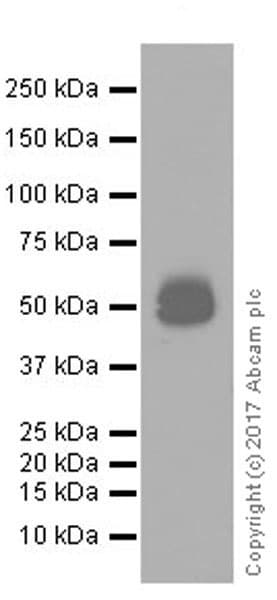 Anti-PD-L1 antibody [EPR20529](AB213480)
