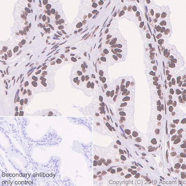 Anti-Bmi1 antibody [EPR22604-160] - ChIP Grade(ab254253)