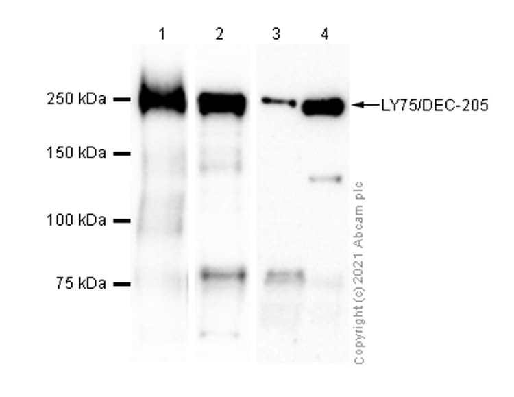 Ly75 Dec 205 Antibody Epr5233 Ab124897  Western Blot Img171943