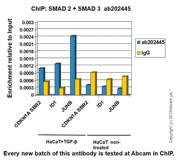 Anti-Smad2 + Smad3 antibody [EPR19557-4] - ChIP Grade(AB202445)