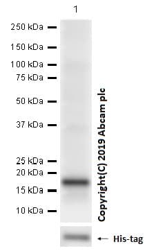 Anti-PTDSS1 antibody [EPR8118(2)](AB157222)
