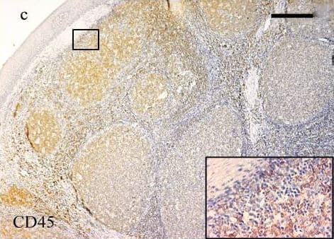 Anti-CD45 antibody(AB10558)