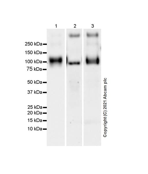 Anti-CD68 antibody [EPR23917-164](AB283654)