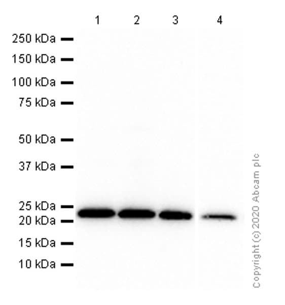 Anti-Peroxiredoxin 1/PAG antibody [EPR5433](AB109498)