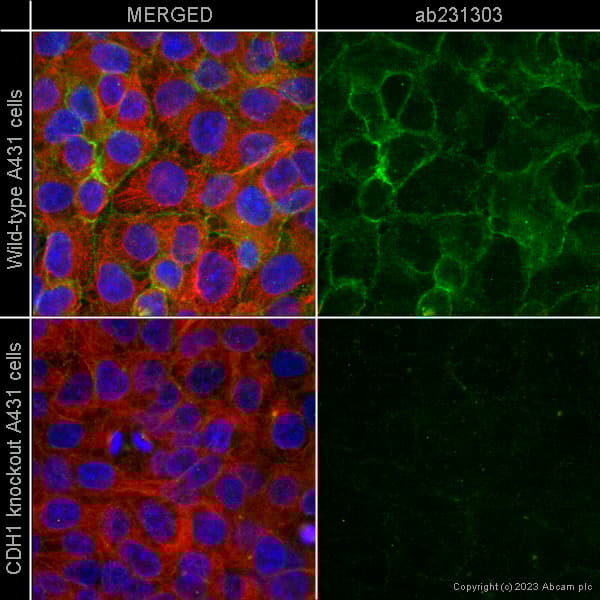 Anti-E Cadherin antibody [4A2](AB231303)