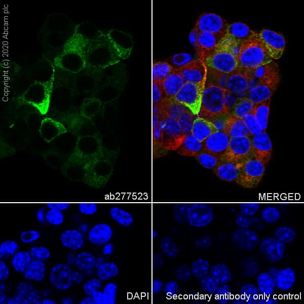 Anti-NPTX2 antibody [EPR24020-38] - BSA and Azide free(AB277533)