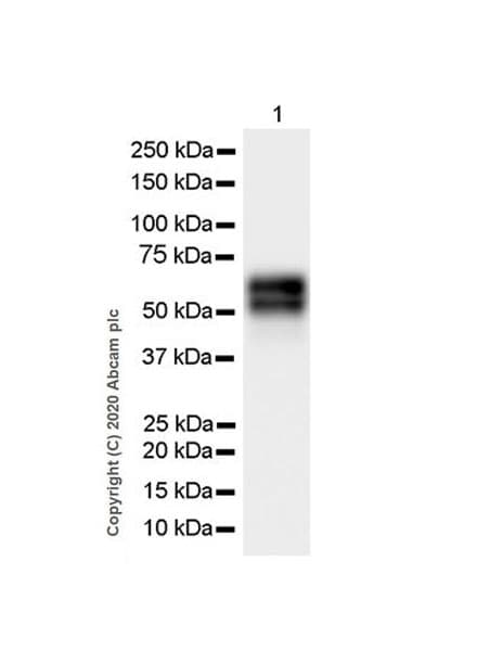 Anti-NPTX2 antibody [EPR24020-38] - BSA and Azide free(AB277533)