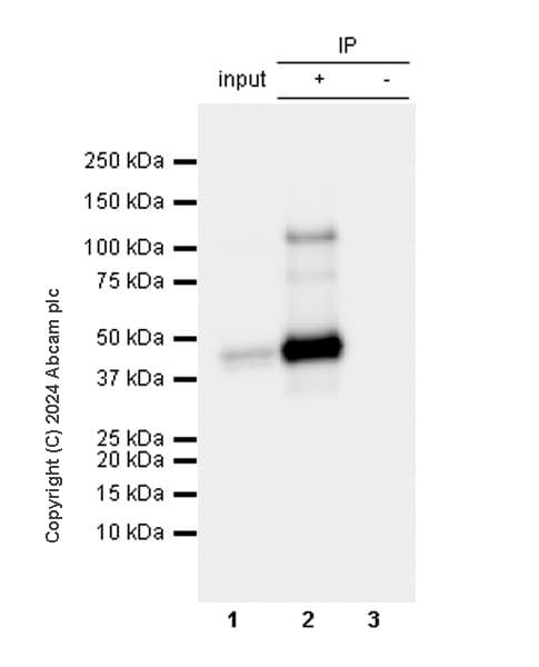 Pai1 Antibody Epr21850 262 Bsa And Azide Free Ab317605  Immunoprecipitation Img431950