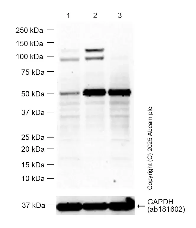 Anti-GSDMD antibody [EPR20859](AB219800)