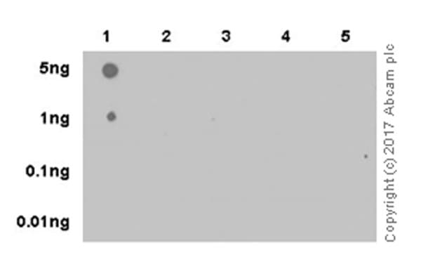 Anti-Histone H3 (tri methyl K4) antibody [EPR20551-225] - ChIP Grade(AB213224)