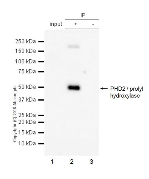 Anti-PHD2 / prolyl hydroxylase antibody [EPR3660(B)(2)](AB133630)