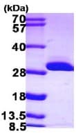Ab103058  Sds Page Img48431