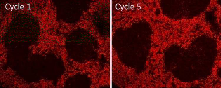 Multiplex IHC Detection kit (TSA amplification)(AB312827)