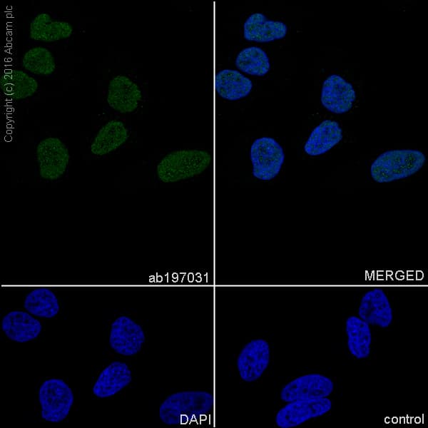 Anti-U2AF65 antibody [EPR17046] - BSA and Azide free(AB251237)
