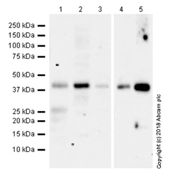 Anti-CCR6 antibody [EPR22259](AB227036)