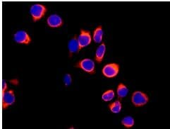 Aspartate Beta Hydroxylase Antibody Epr10351 Bsa And Azide Free Ab249694  Immunocytochemistry Immunofluorescence Img55077