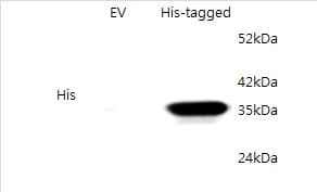 Anti-6X His tag® antibody(AB9108)
