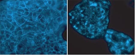 Cholesterol Assay Kit (Cell-Based)(AB133116)