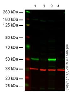 Anti-p53 antibody [DO-1] - ChIP Grade(AB1101)