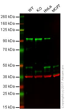 Anti-Cyclin E1 antibody [EPR194] - BSA and Azide free(AB208695)