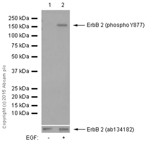 Anti-ErbB2 / HER2 (phospho Y877) antibody [EP2324Y](AB108371)