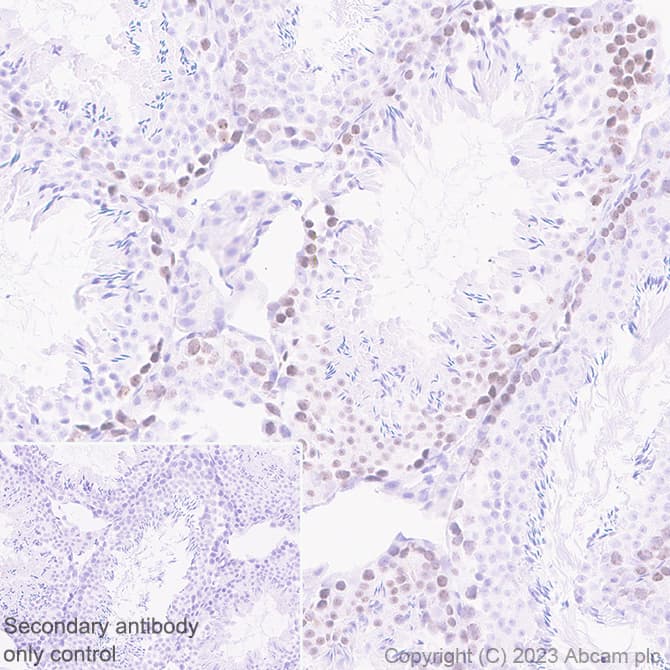 Antigen Retrieval Buffer (100X Tris-EDTA Buffer, pH 9.0)(AB93684)