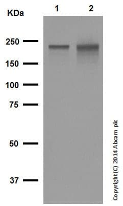 Anti-Neurofilament heavy polypeptide antibody [EP673Y] - BSA and Azide free(AB247290)