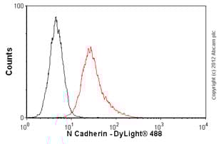 Anti-N Cadherin antibody [5D5] - Intercellular Junction Marker(AB98952)
