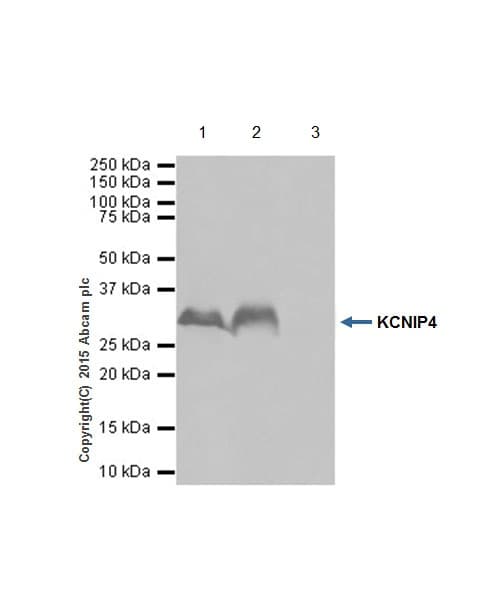 Kcnip4 Antibody Epr18314 Bsa And Azide Free Ab251403  Immunoprecipitation Img477