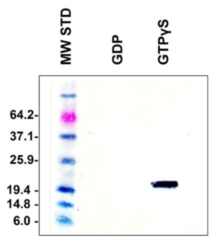 Cdc42 Activation Assay Kit Ab211163  Functional Studies Img119044