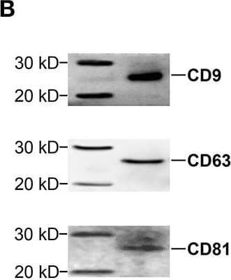 Anti-CD9 antibody(ab223052)