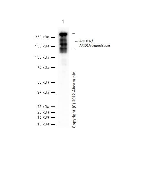 Anti-ARID1A antibody [EPR13501](AB182560)