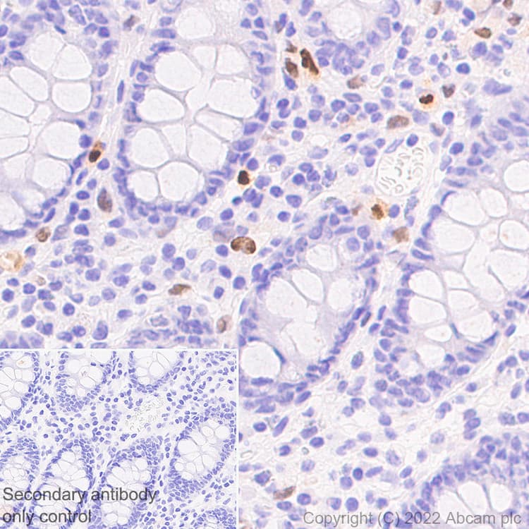 Anti-IRF8 antibody [EPR26382-10] - BSA and Azide free(AB306553)
