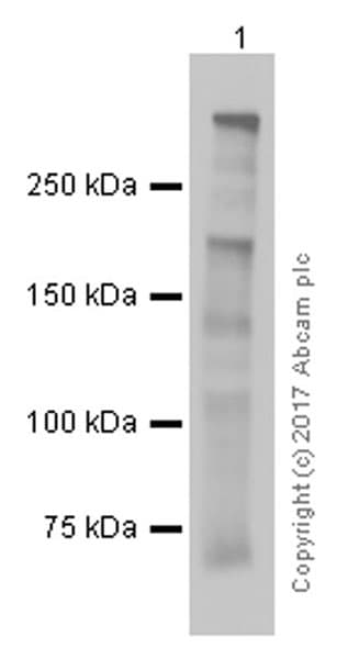 Anti-Dystrophin antibody [EPR9598(ABC)](AB154168)