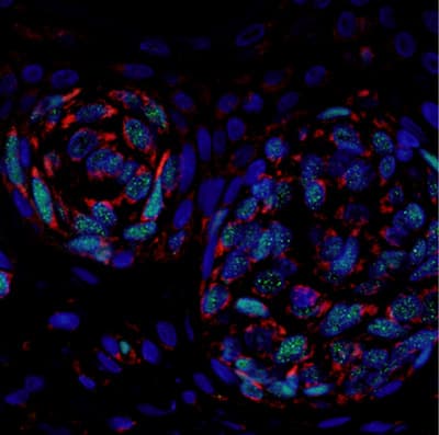 Pro-Apoptosis Bcl Family Antibody Sampler Panel(AB228527)