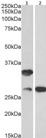 C16orf57 Antibody Ab240421  Western Blot Img93149
