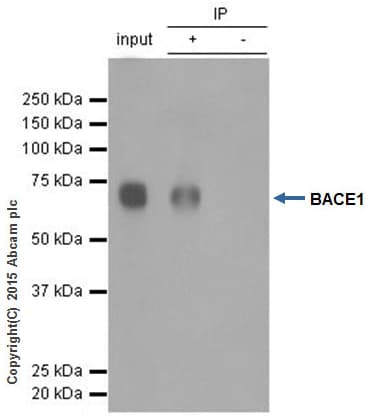 Anti-BACE1 antibody [EPR3956] - BSA and Azide free(AB237595)