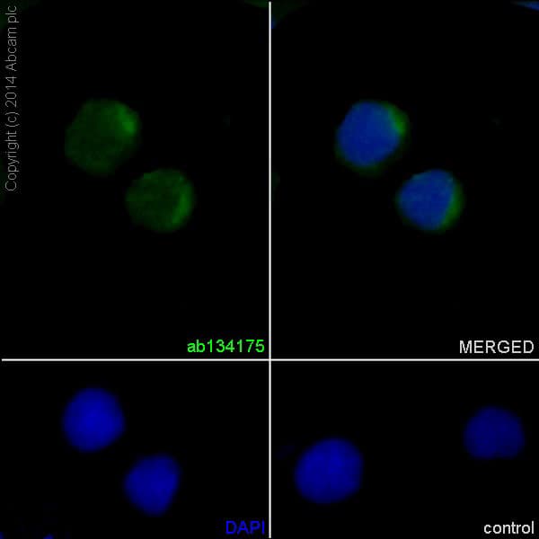 Anti-Cyclin D1 antibody [EPR2241] - C-terminal(AB134175)