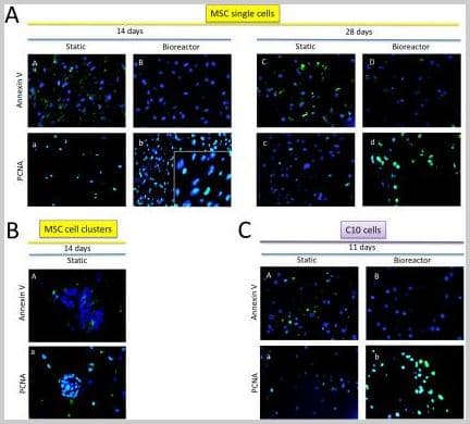 Anti-PCNA antibody [PC10](AB29)