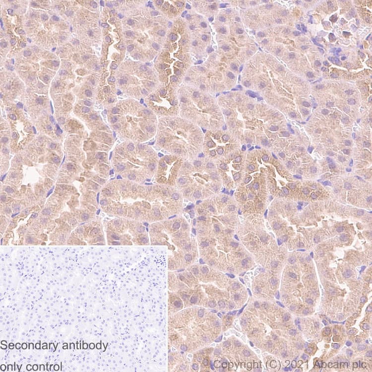 Anti-TSG101 antibody [EPR7130(B)] - Low endotoxin, Azide free(AB216447)