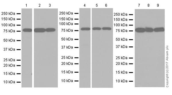 Torc2 Antibody Epr20219 Bsa And Azide Free Ab240282  Western Blot Img142599